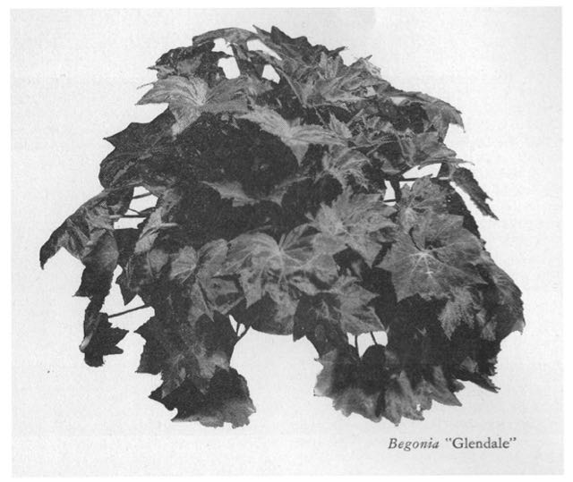 B. ‘Glendale’